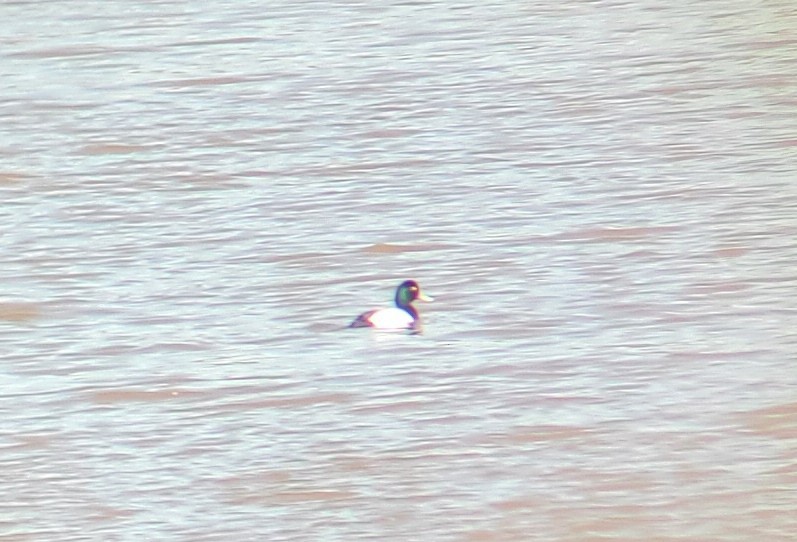 Greater Scaup - ML532285971