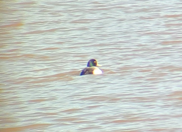 Greater Scaup - ML532285981