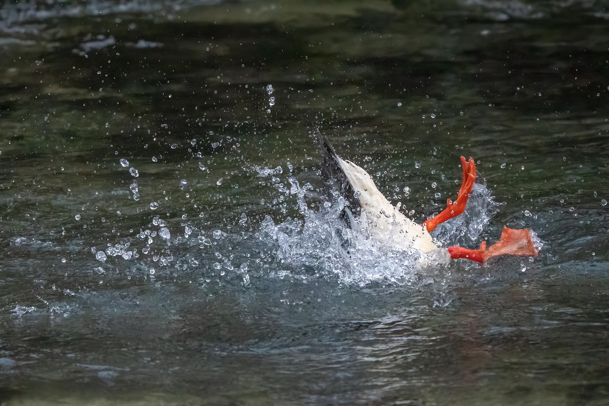 Common Merganser - ML532286361