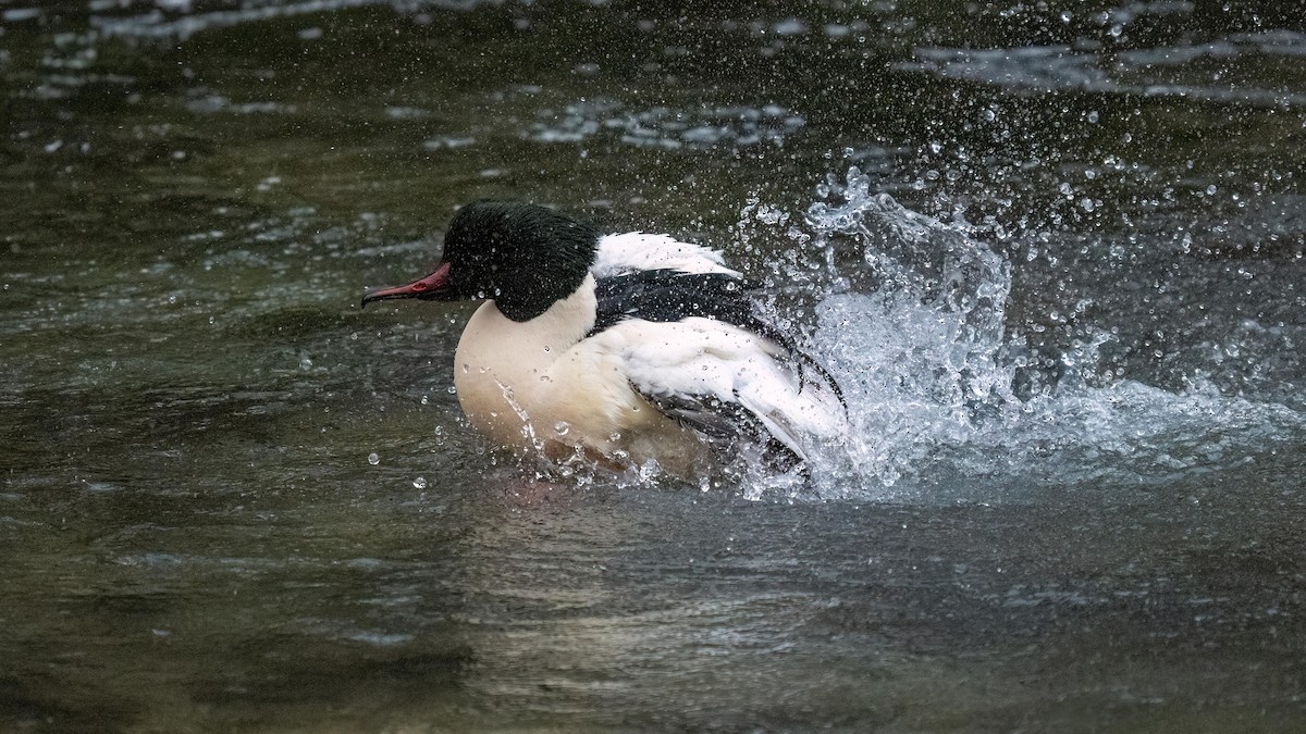 Common Merganser - ML532286371
