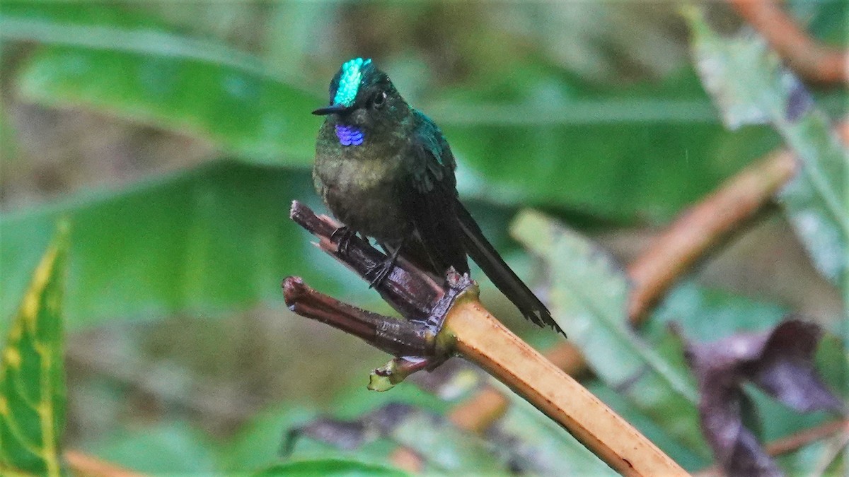 Violet-tailed Sylph - Ronald Breteler