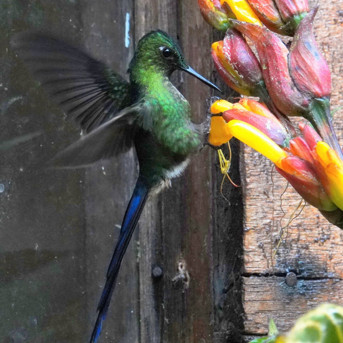 Violet-tailed Sylph - ML532286441