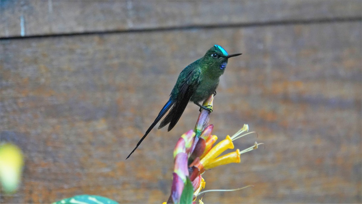 Violet-tailed Sylph - ML532286461