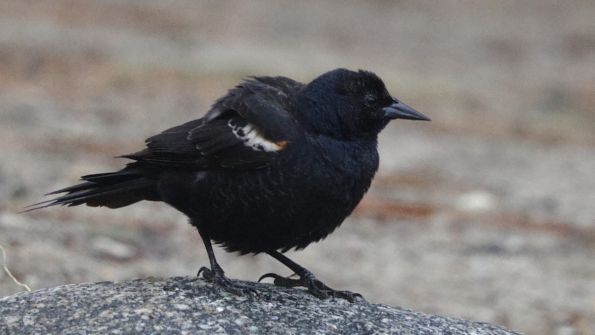 Tricolored Blackbird - ML532286701