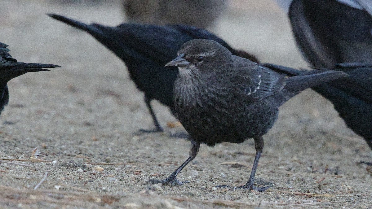 Tricolored Blackbird - ML532286711