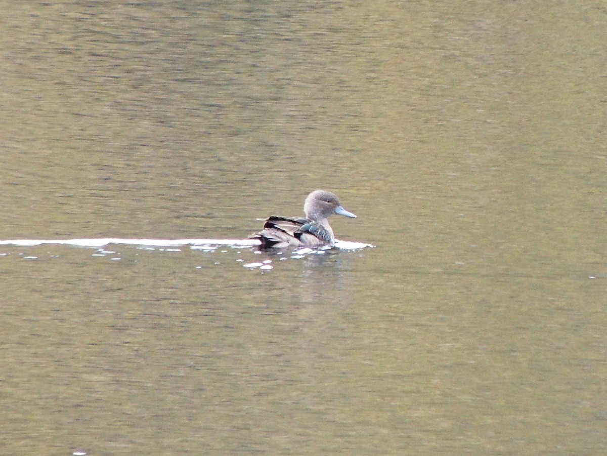 Andean Teal (Andean) - ML53228731