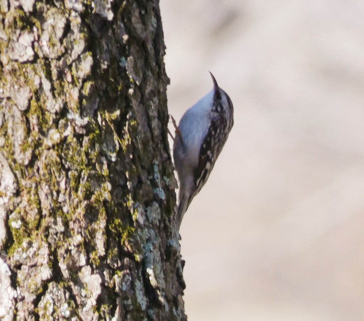 Brown Creeper - ML532287511