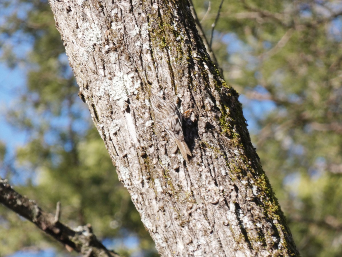 Brown Creeper - ML532287561