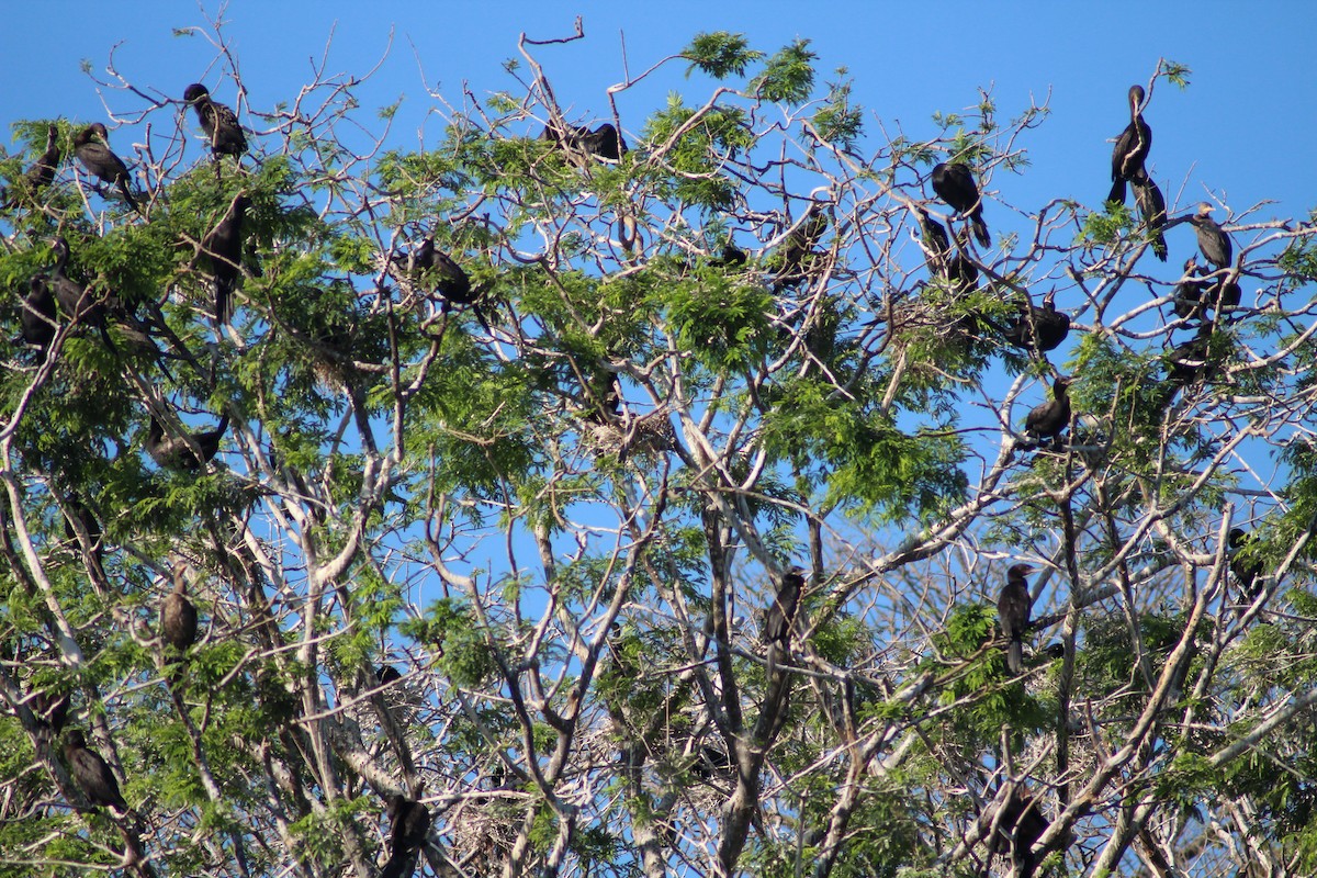 Neotropic Cormorant - Nestor Herrera