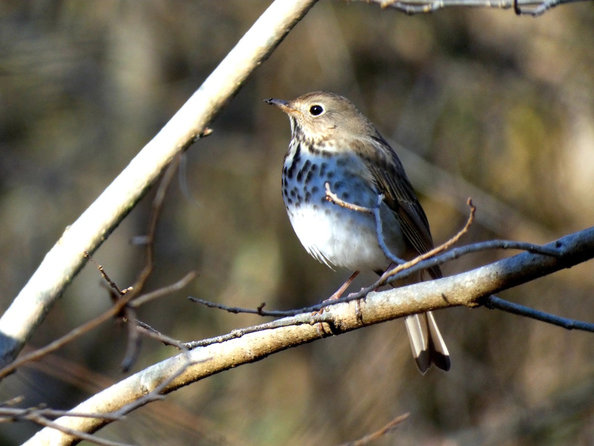 Hermit Thrush - ML532287811