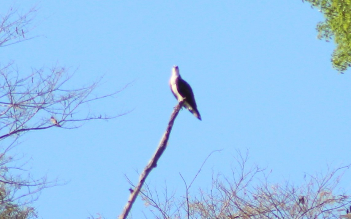 Águila Pescadora - ML532288371