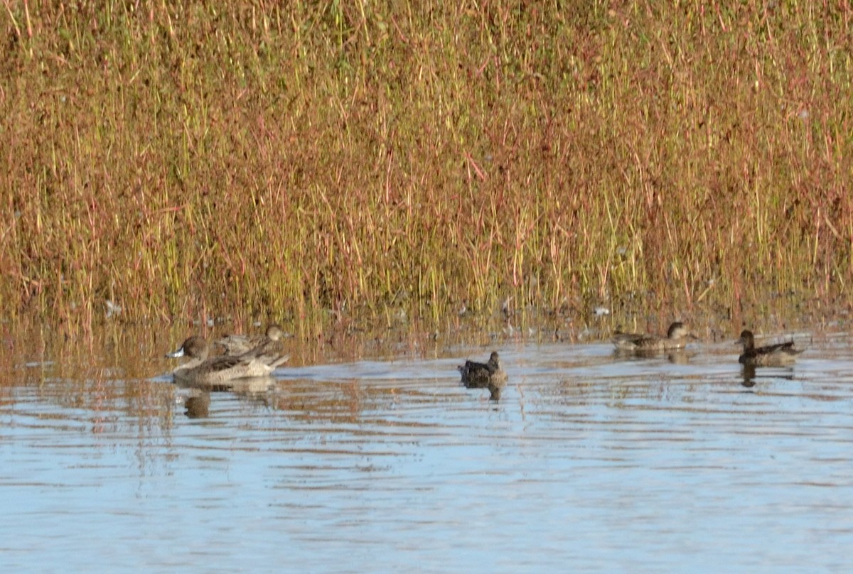 Northern Pintail - ML532289631