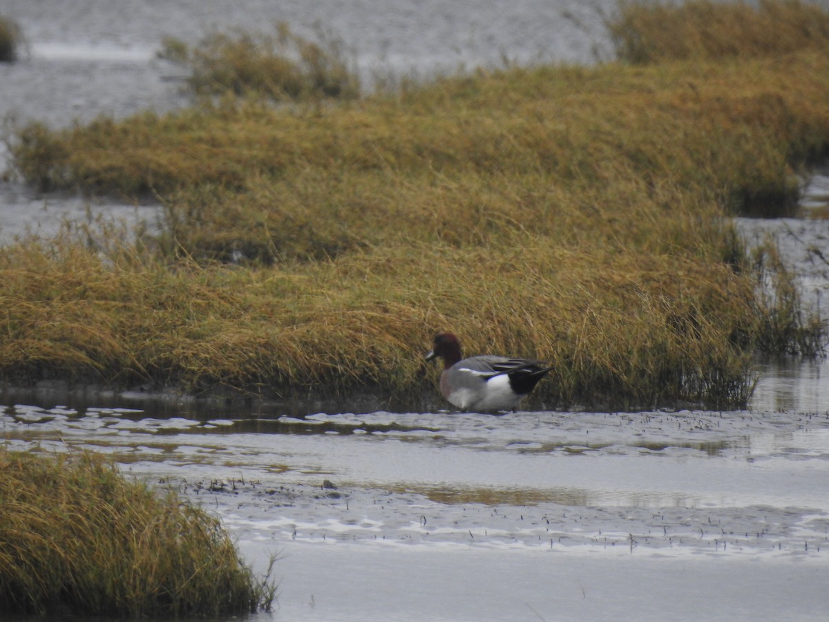 Eurasian Wigeon - Penlock Chen