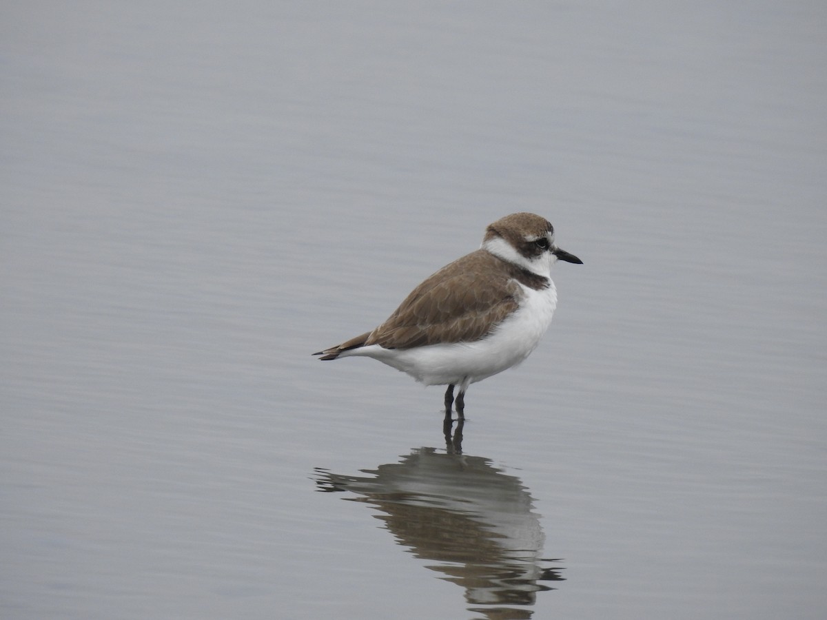 Kentish Plover - ML532290081