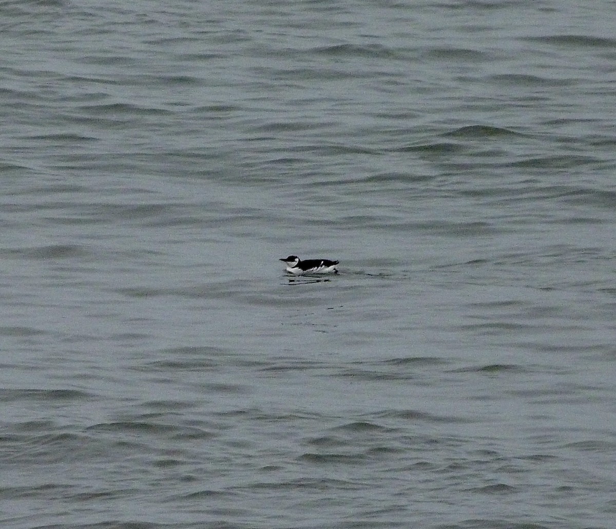 Common Murre - ML532290091