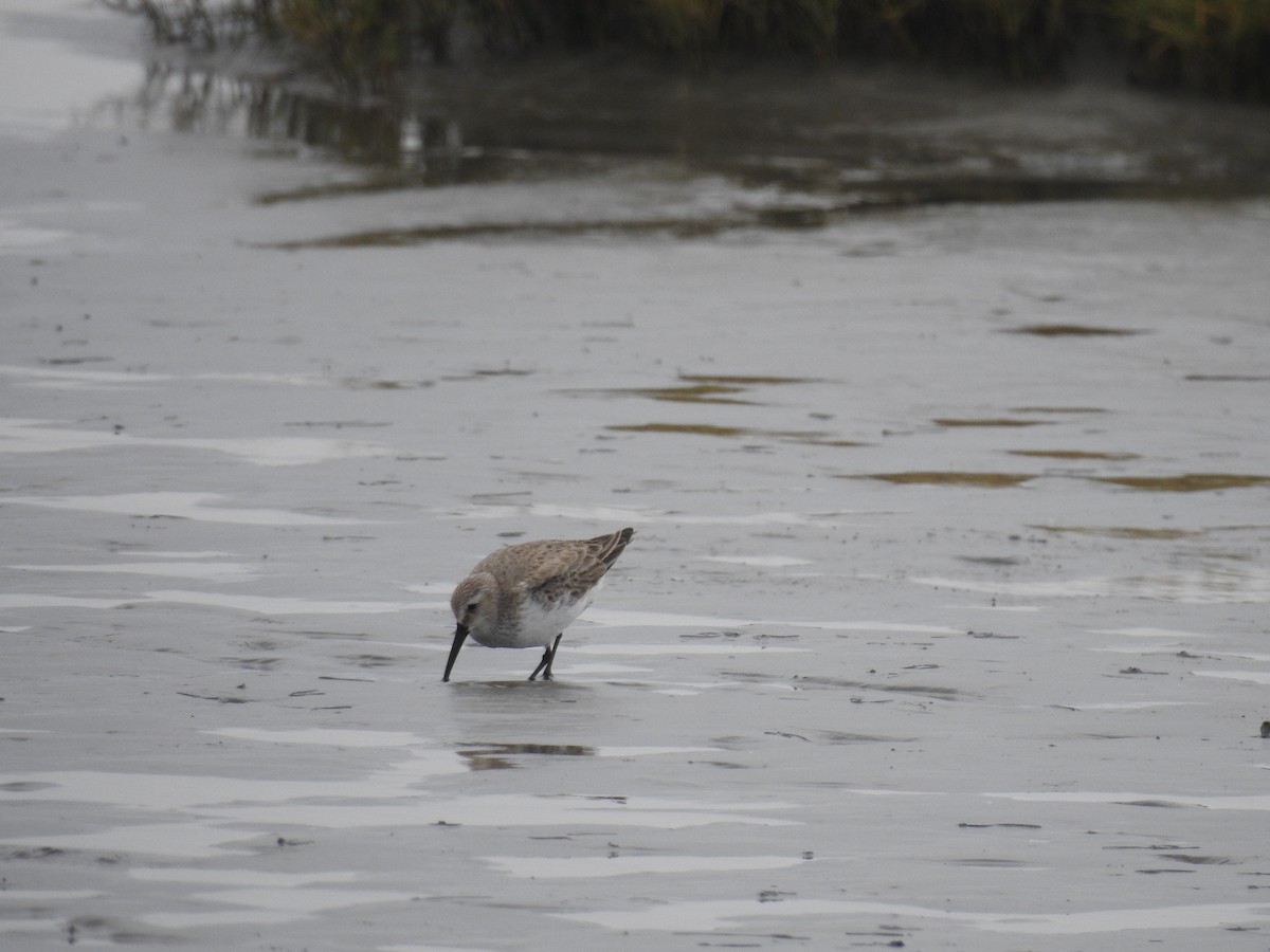 Dunlin - ML532290141