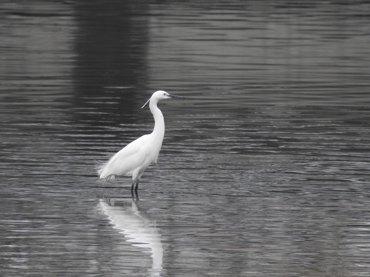 Little Egret - ML532290491