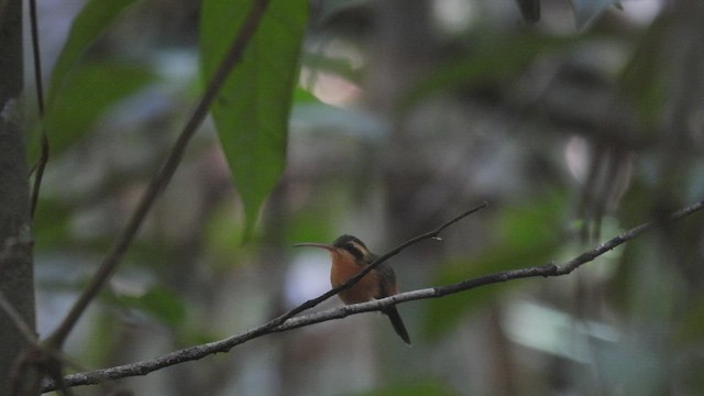 kolibřík malý - ML532290661