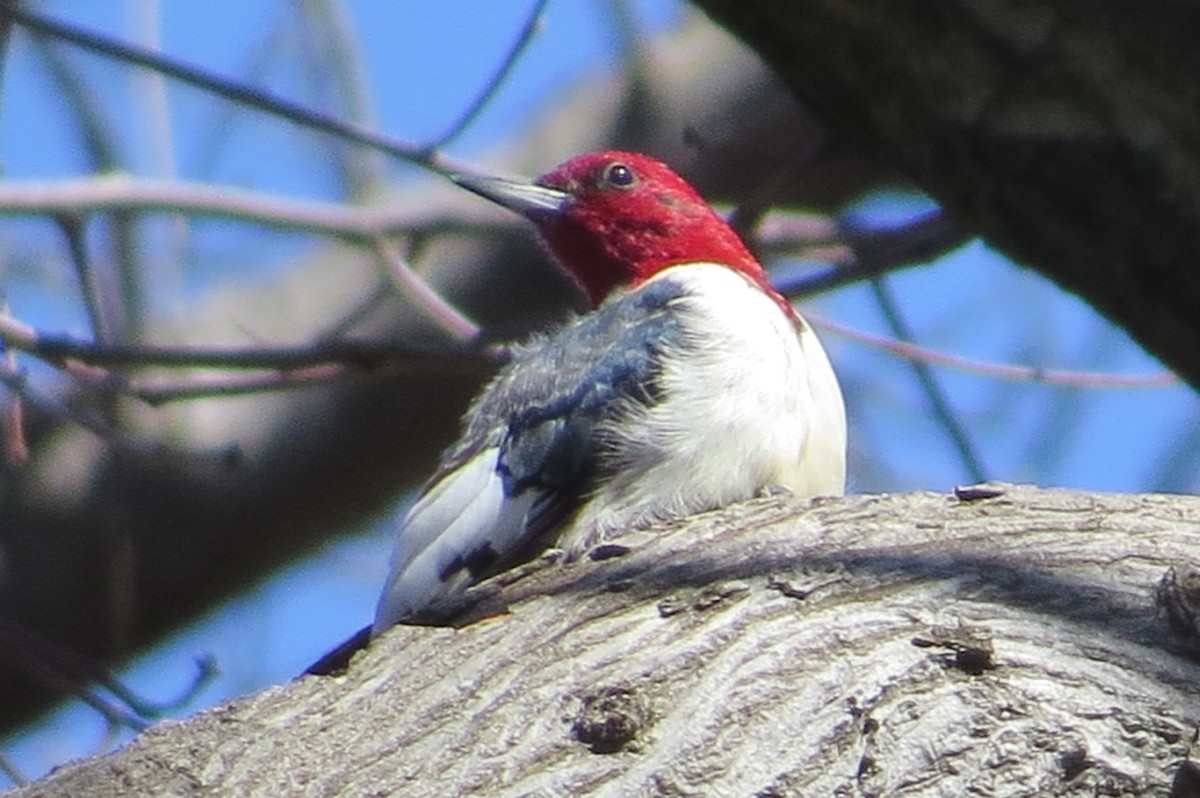 Red-headed Woodpecker - Anonymous