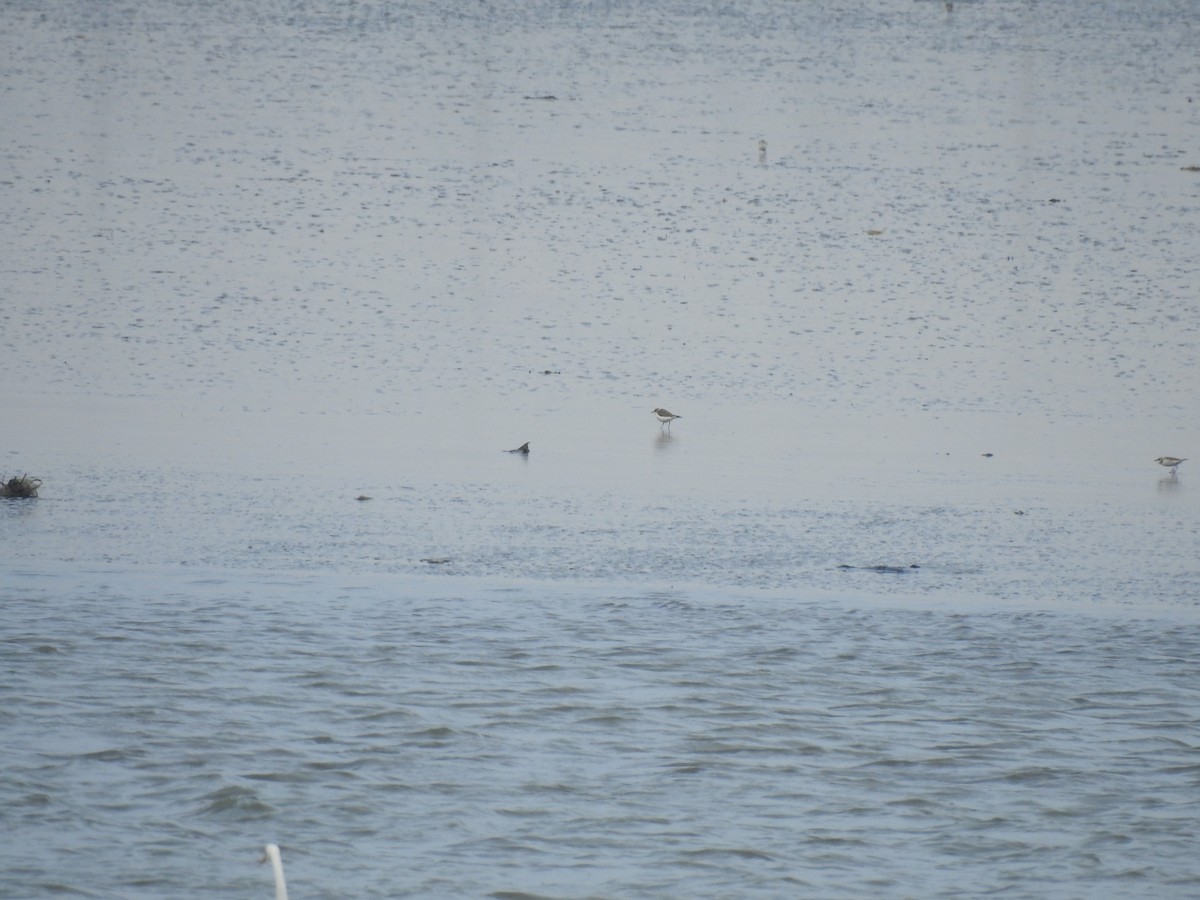 Kentish Plover - ML532291851