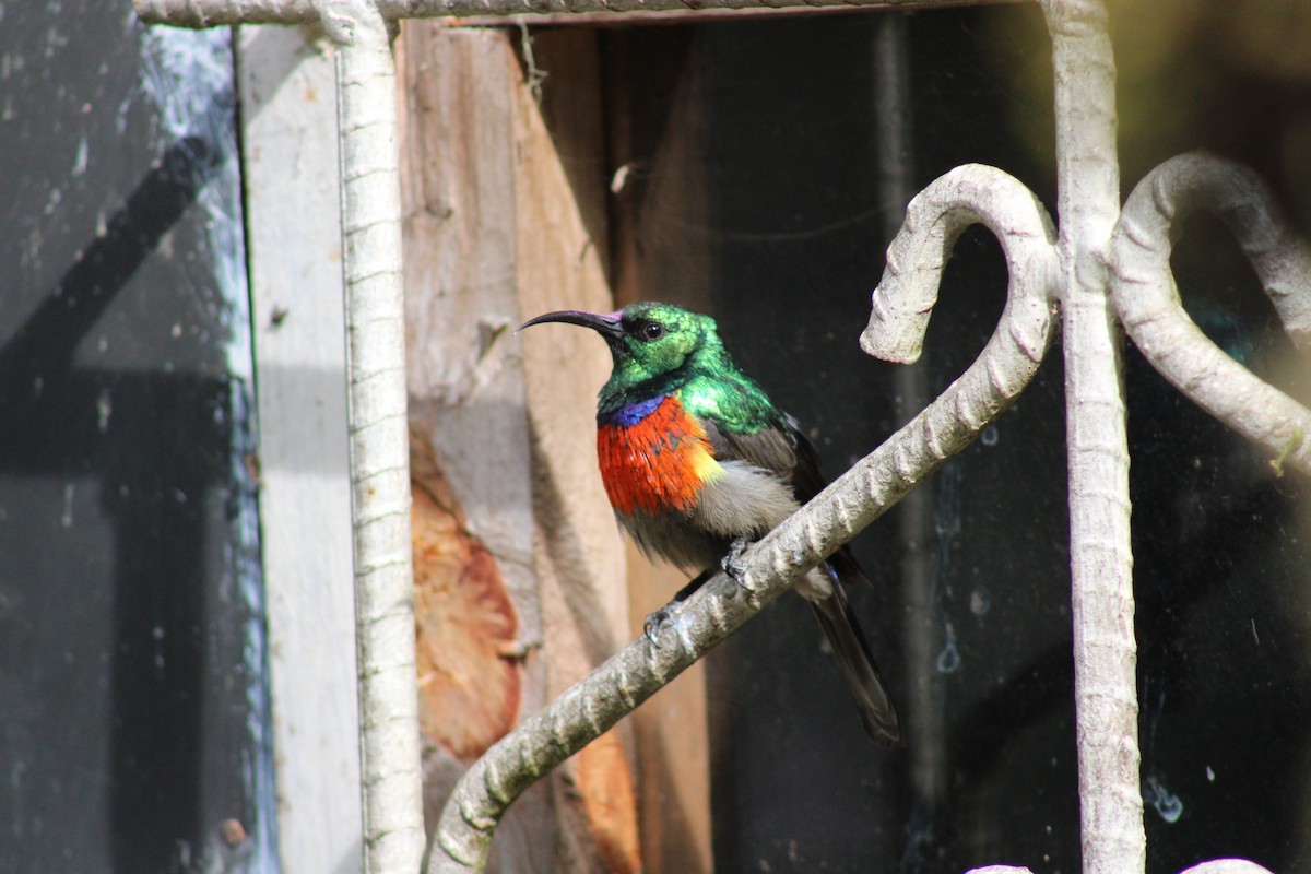 Stuhlmann's Sunbird - Pierre Joste