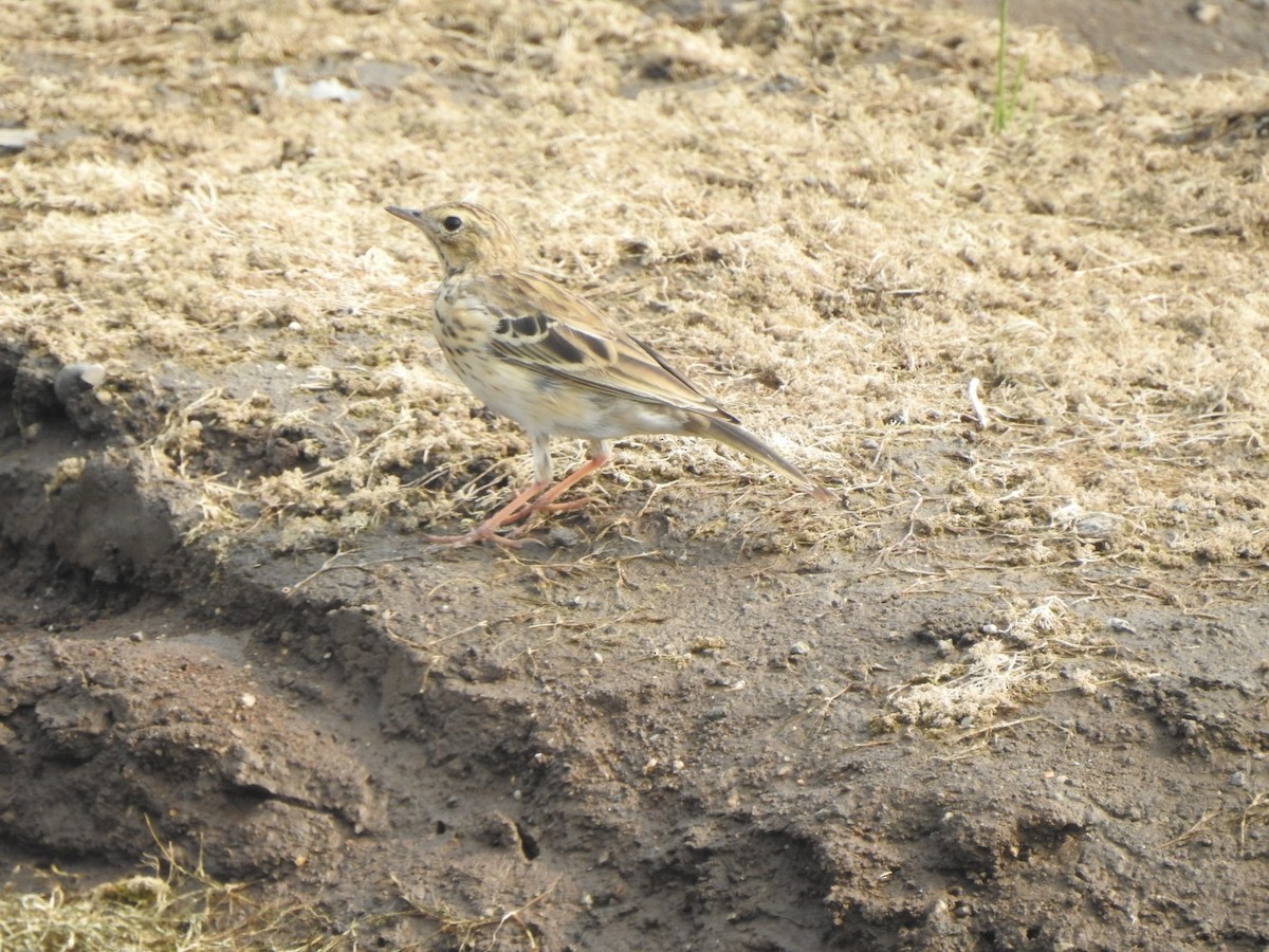 Tree Pipit - ML532293561