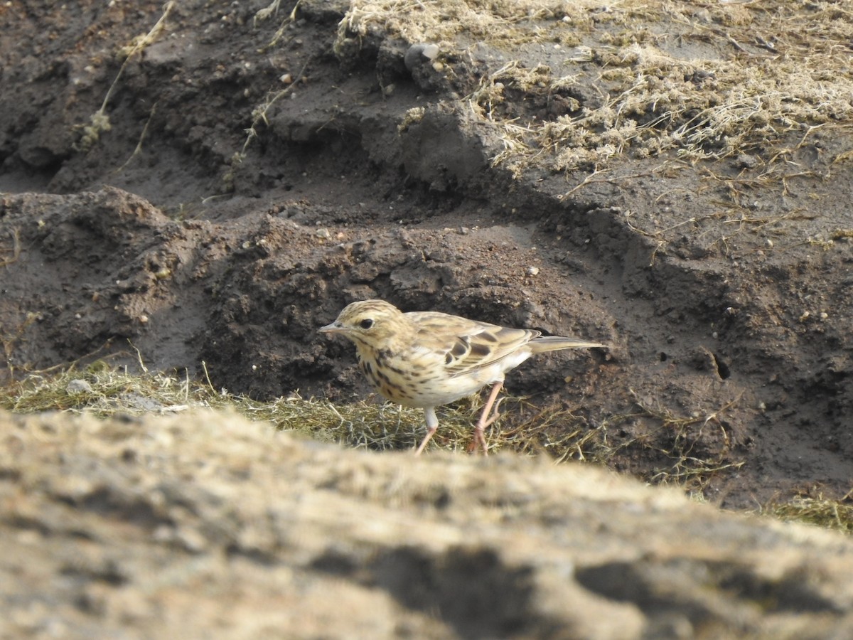 Tree Pipit - ML532293871