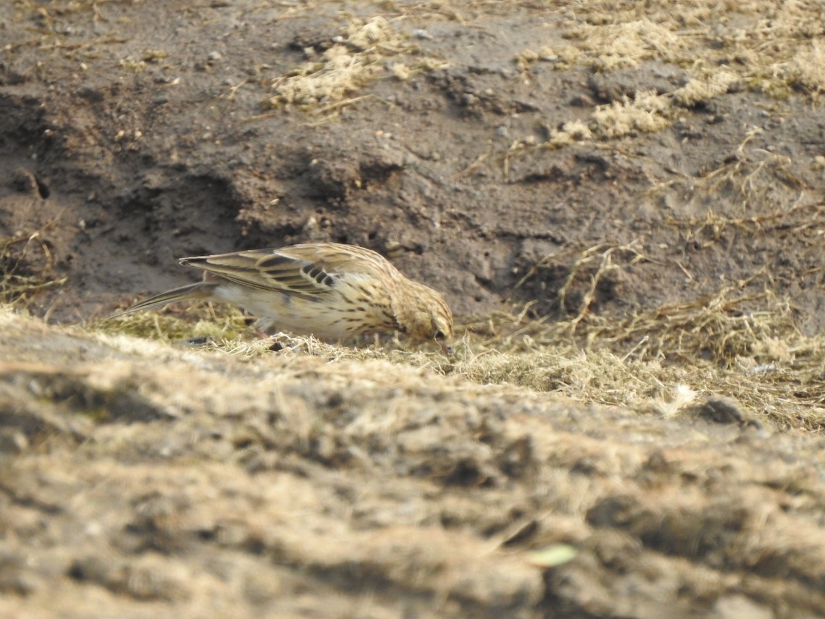 Tree Pipit - ML532294021