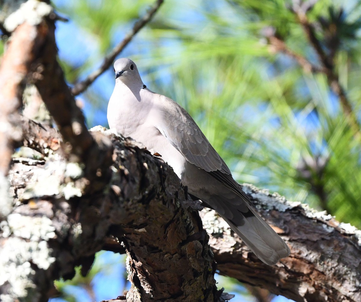 Eurasian Collared-Dove - ML532294201