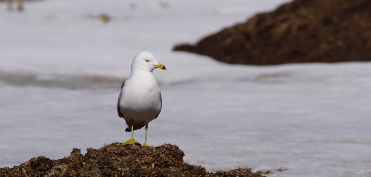 Ring-billed Gull - Bertrand Dumont