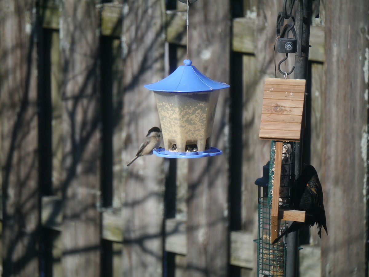 Carolina Chickadee - ML532295481