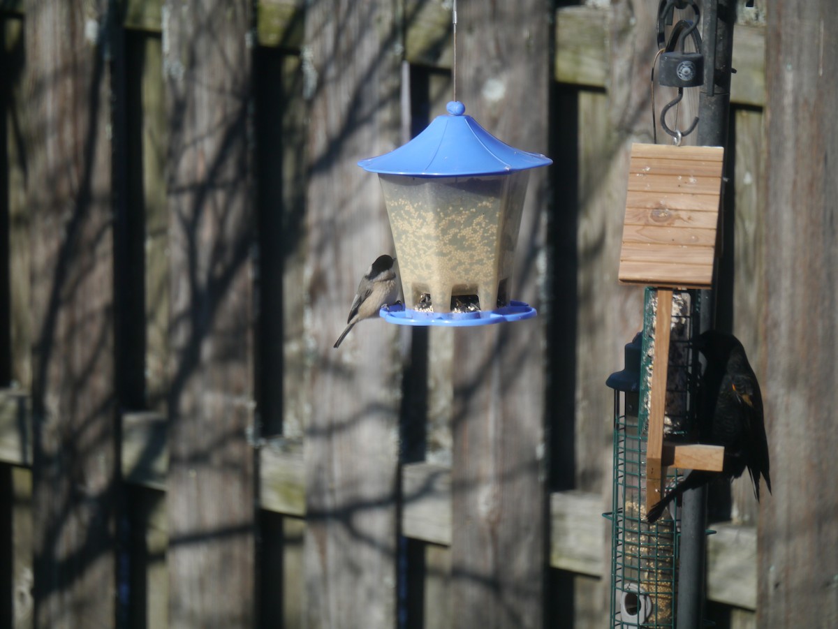 Carolina Chickadee - ML532295491