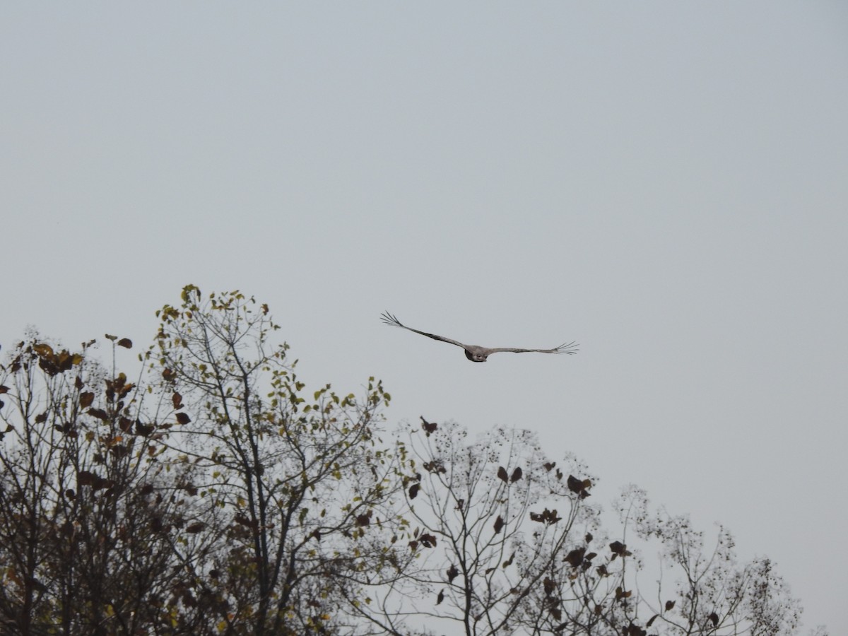 Crested Serpent-Eagle - ML532296061