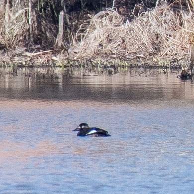 White-winged Scoter - ML532296631