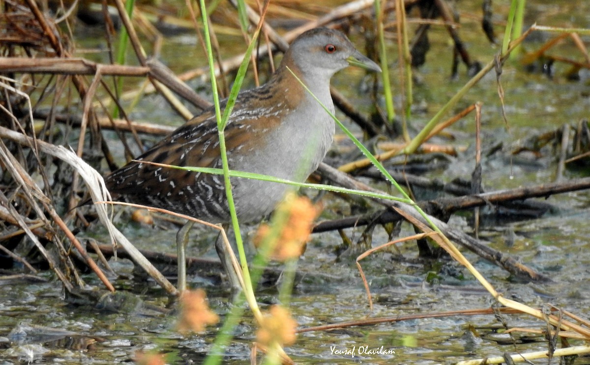 Baillon's Crake - ML532296641