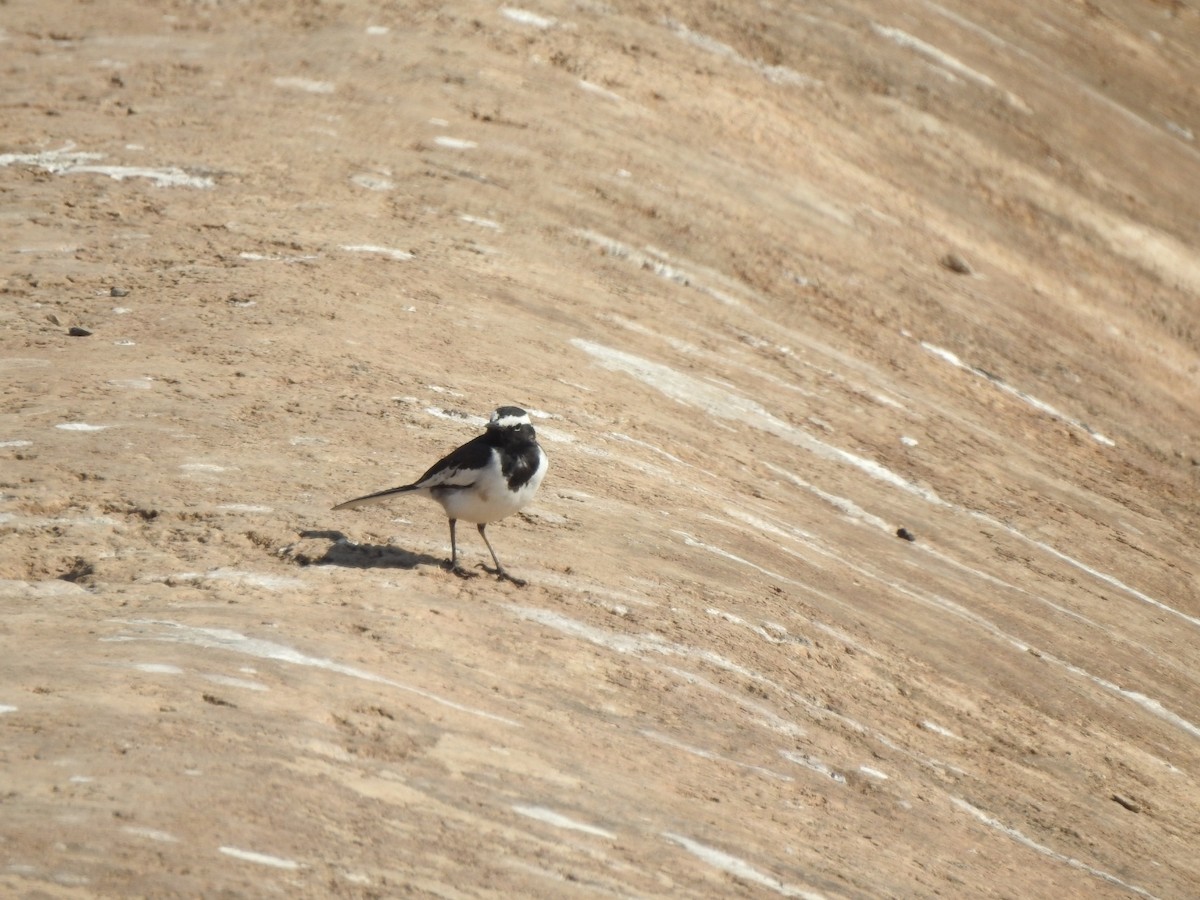 White-browed Wagtail - ML532296801