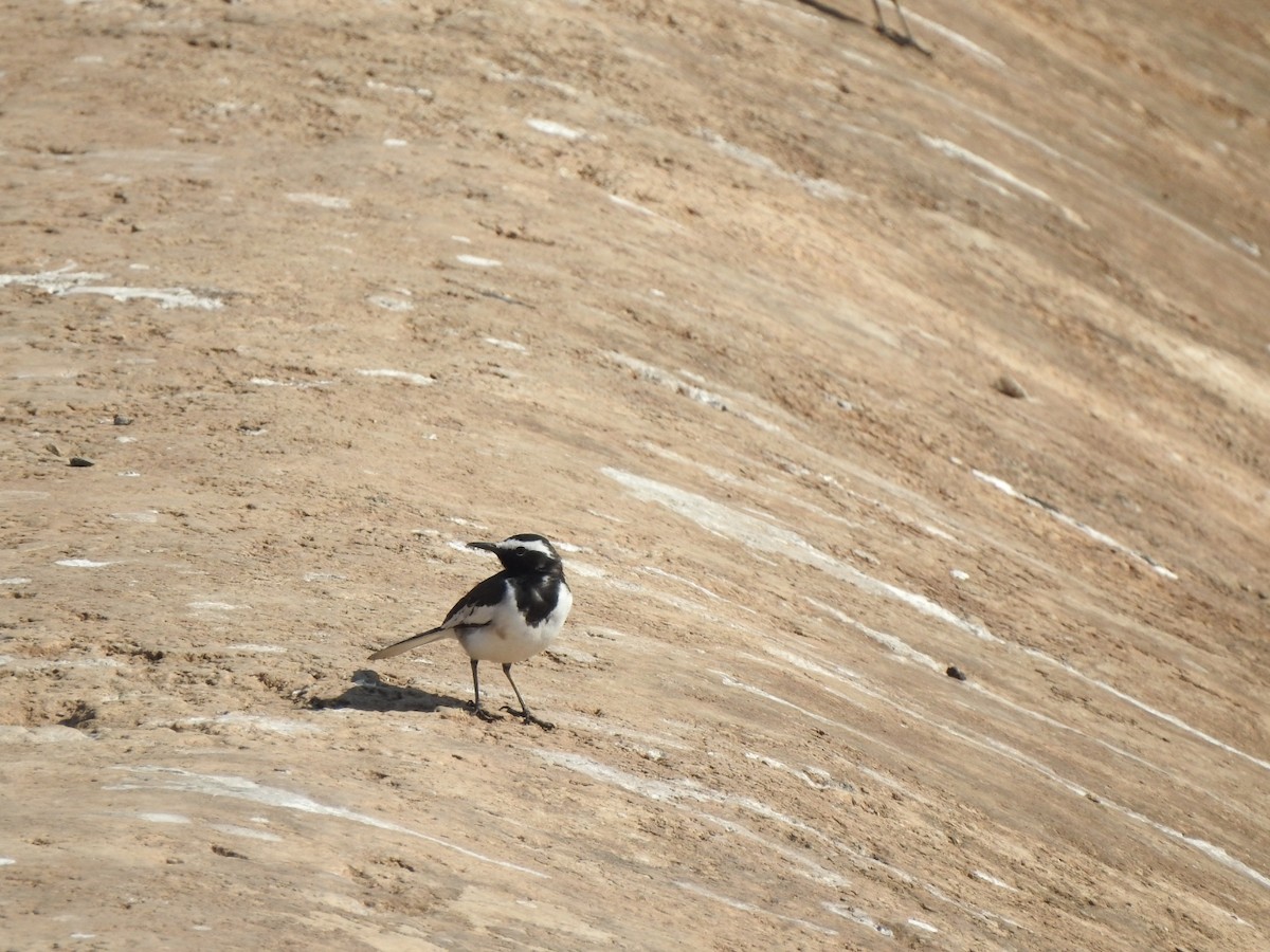 White-browed Wagtail - ML532296911