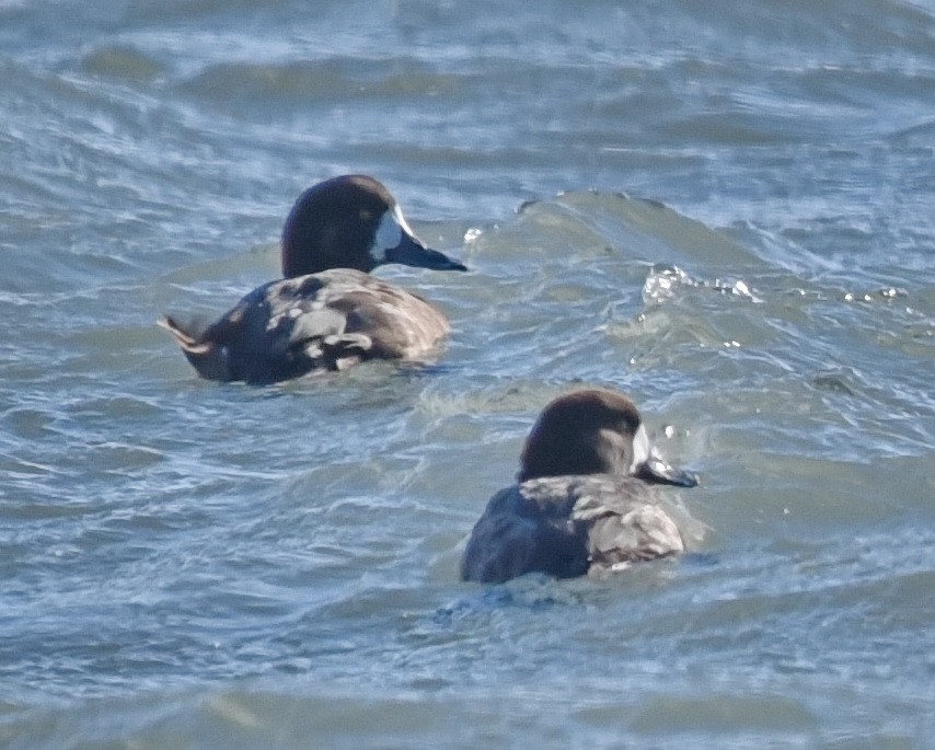 Greater Scaup - ML532296931