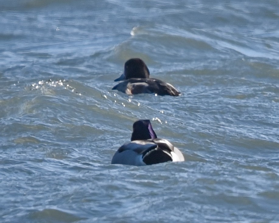 Greater Scaup - ML532296941