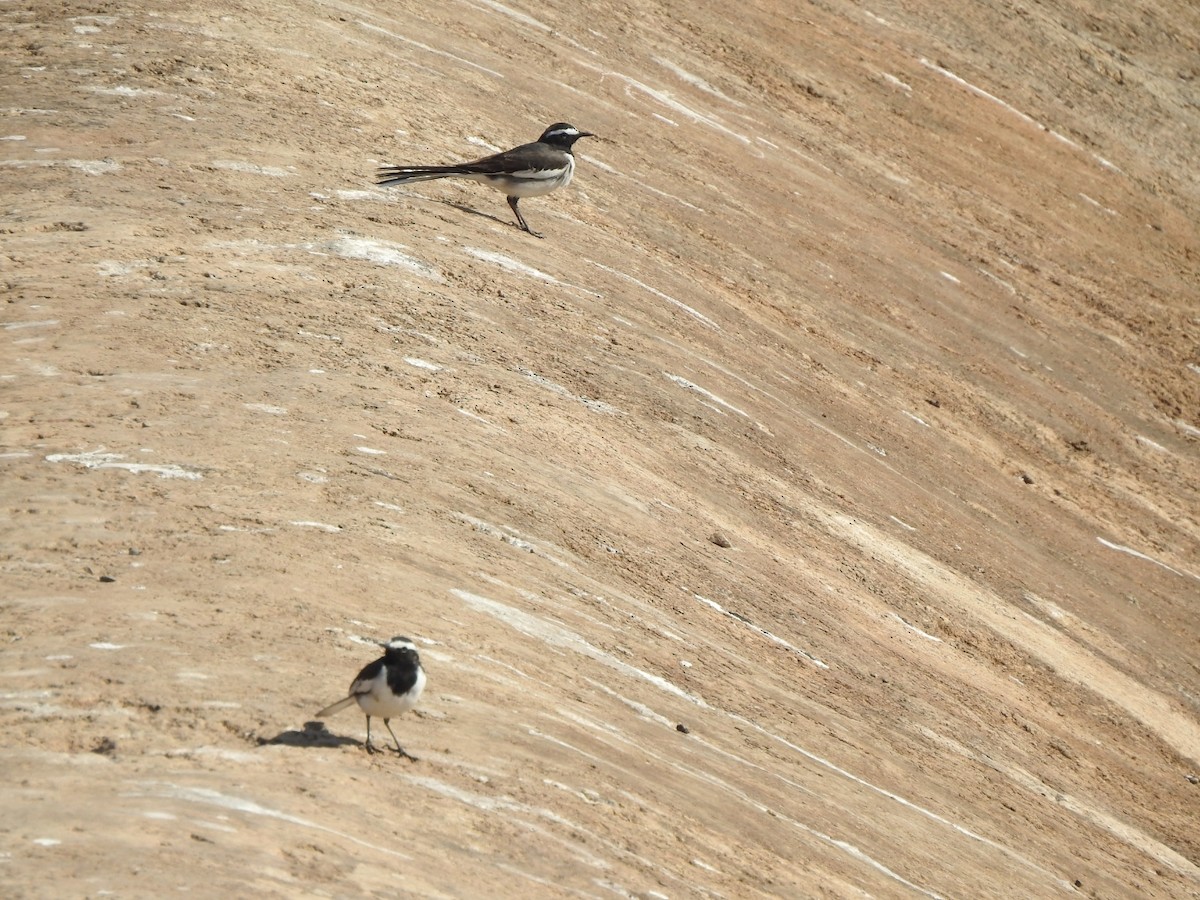 White-browed Wagtail - ML532296991