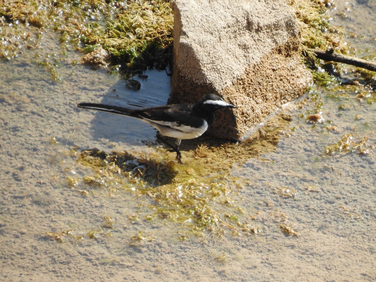 White-browed Wagtail - ML532297051