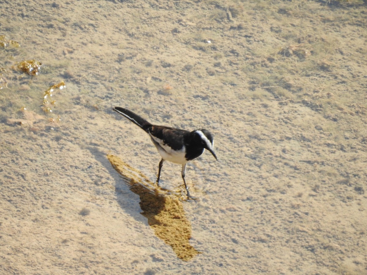 White-browed Wagtail - ML532297101
