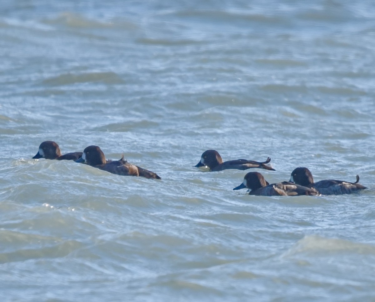 Greater Scaup - ML532297161