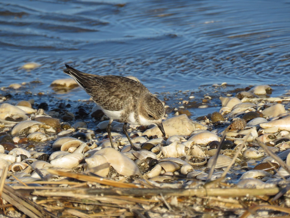 Two-banded Plover - ML532297981