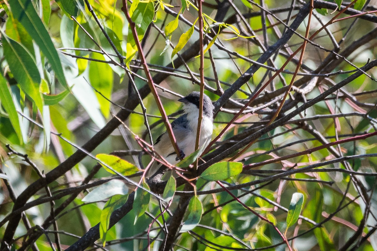 Black-capped Warbling Finch - ML532298231