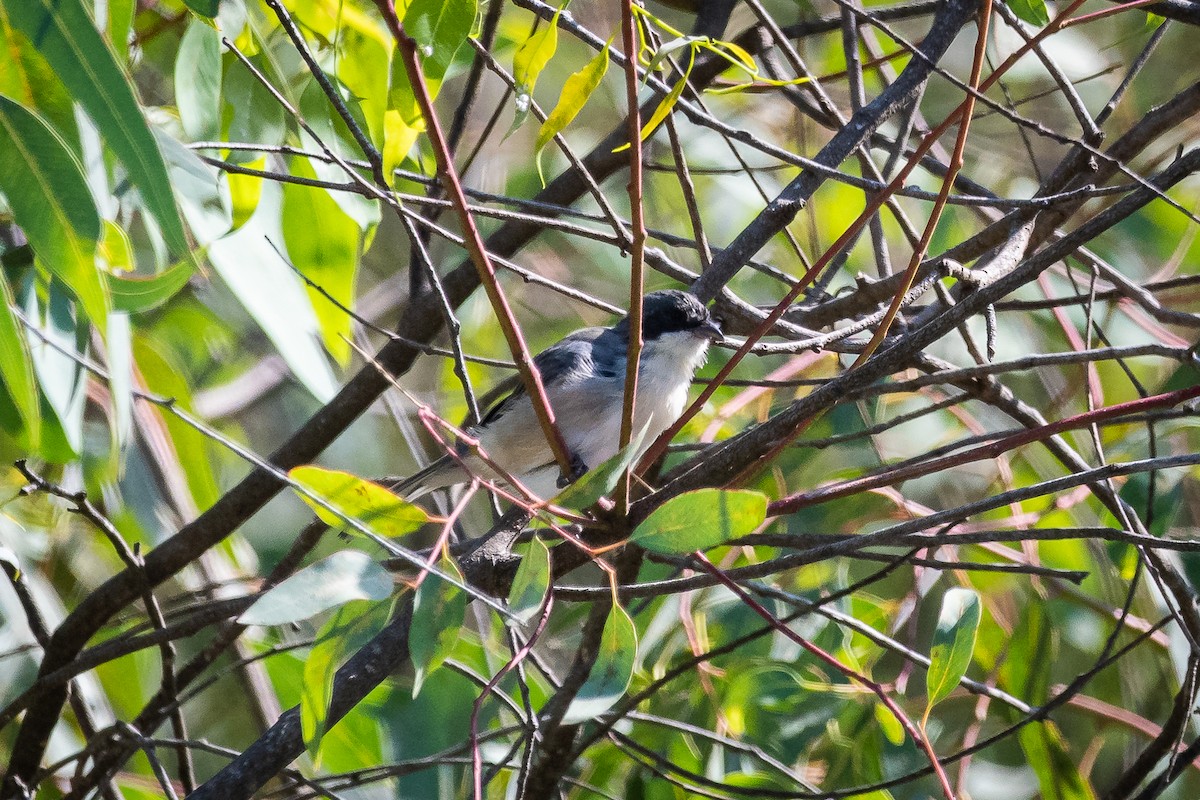 Black-capped Warbling Finch - ML532298241