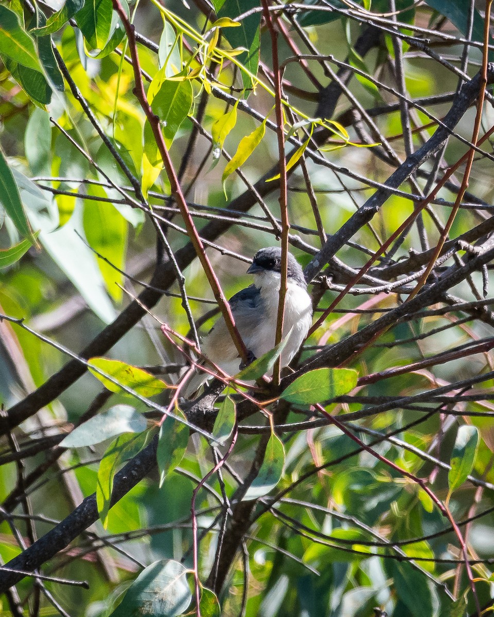 Black-capped Warbling Finch - ML532298251