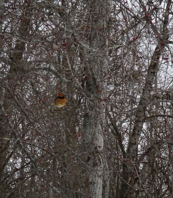 Varied Thrush - ML532299561