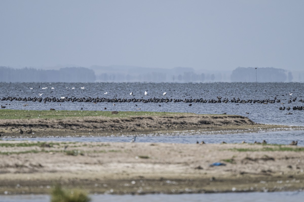 tanımsız Fulica sp. - ML532302451