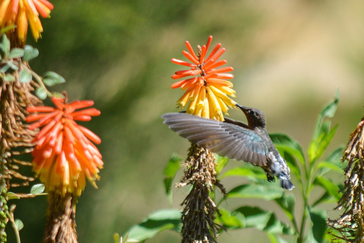 Giant Hummingbird - ML532303191